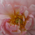 Roz - Trandafir de parc - Cornelia